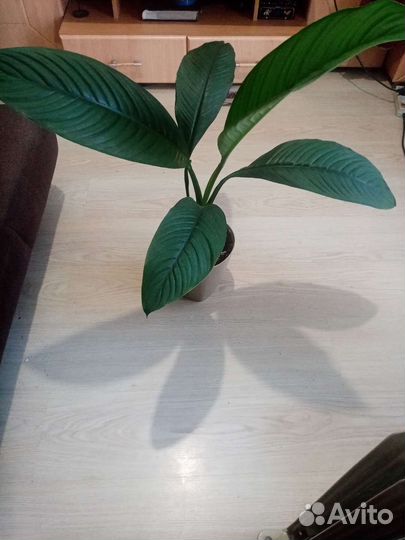 Спатифиллум сенсация