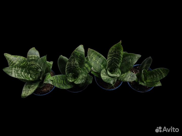 Сансевиерия ханни