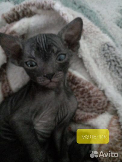 Канадский сфинкс котенок