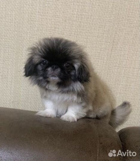 Мини пекинеска