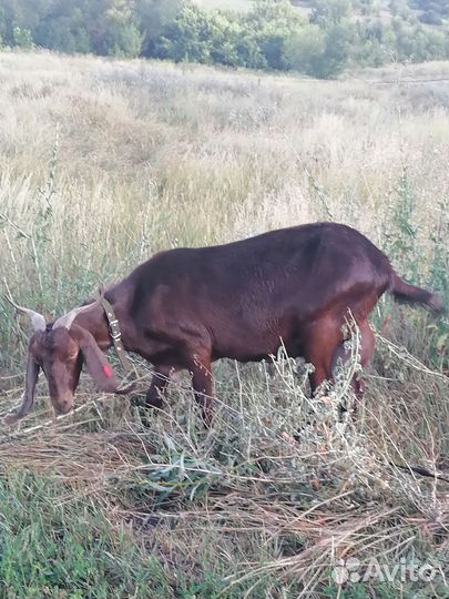 Коза нубийская
