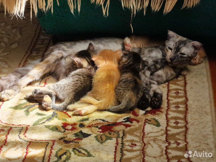 Британские вислоухие котята бесплатно