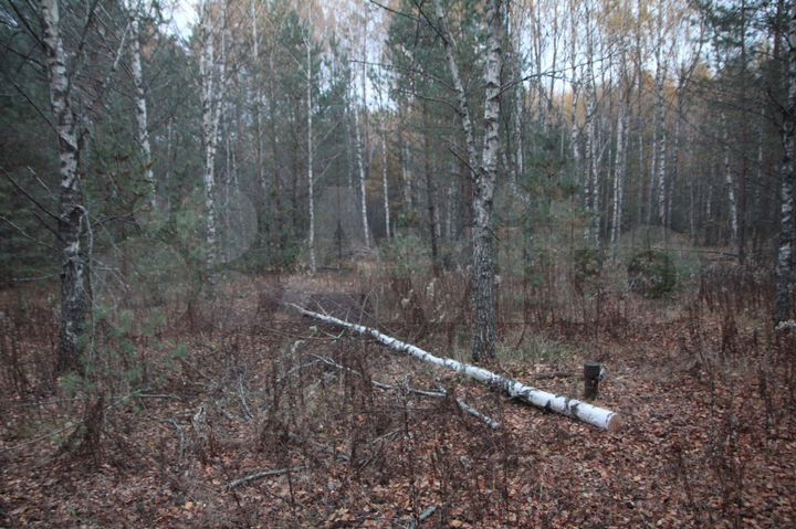 Участок 20 сот. (СНТ, ДНП)