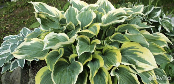 Хоста Lvory Coast.Берег слоновой кости