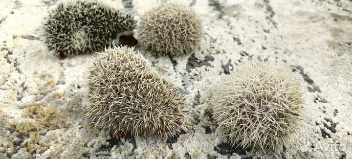 Карликовый африканский ежик