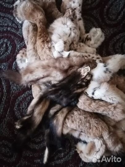 Продаю шкурки хорька