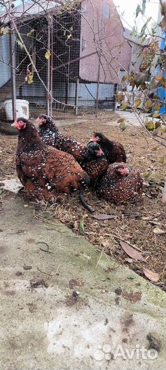 Инкубационное яйцо породной птицы