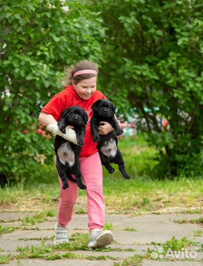 Щенки лабрадора