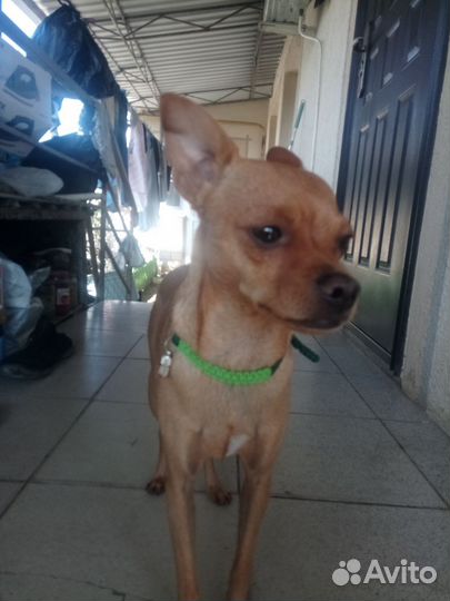 Вязка,тойтерьер,лео