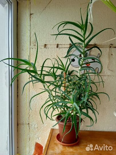 Алоэ столетник лечебный 5 лет