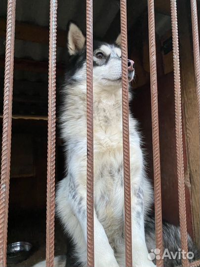 Сибирский хаски