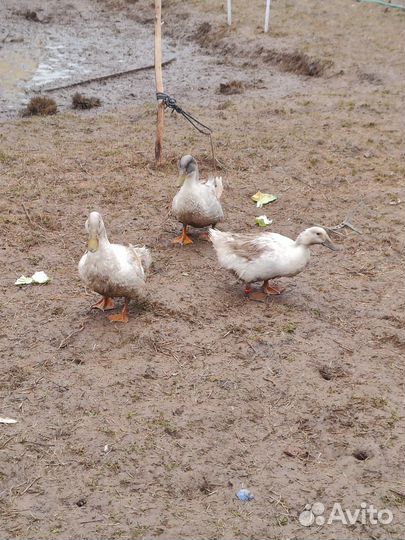 Селезни утки голубой фаворит