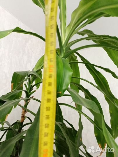 Пальма драцена