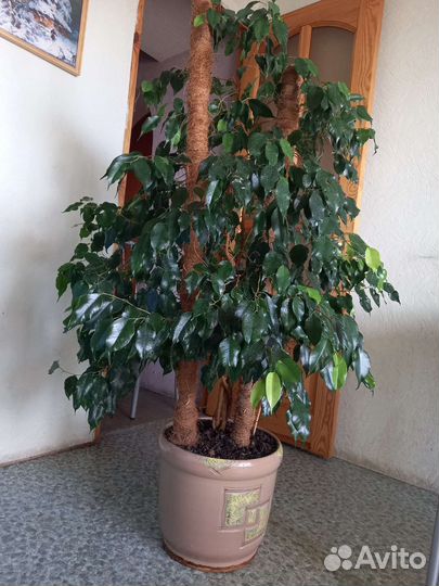 Кордилина, фикус