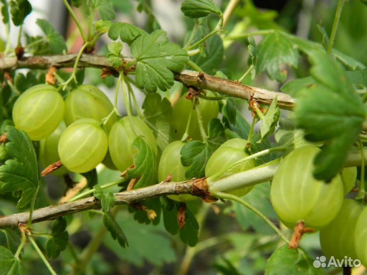Саженцы черной смородины