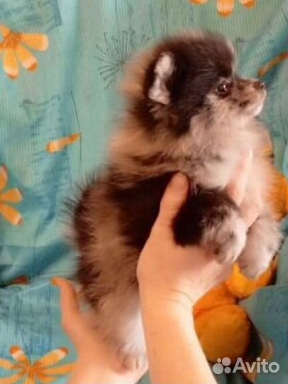 Померанский шпиц