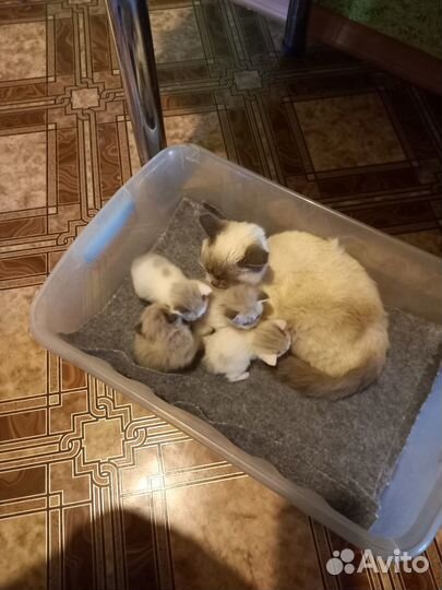 Котята