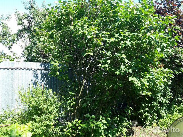 Белая сирень саженцы отростки