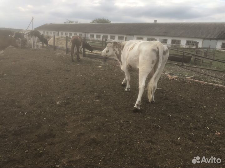 Коровы телочки на мясо