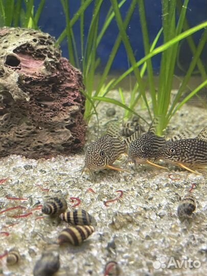 Улитки Хелена