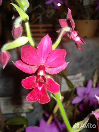 Орхидея. Каланте. Calanthe rubra