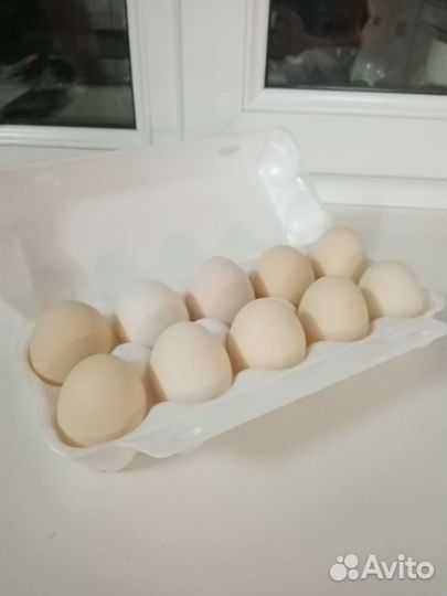 Инкубационые яйцо
