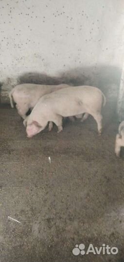 Поросята помесь ландраса и крупной белой