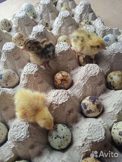 Цыплята суточные перепелов