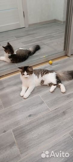 Котёнок 10 месяцев