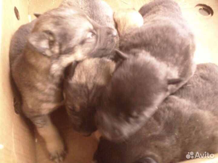 Отдам бесплатно в добрые руки щенков