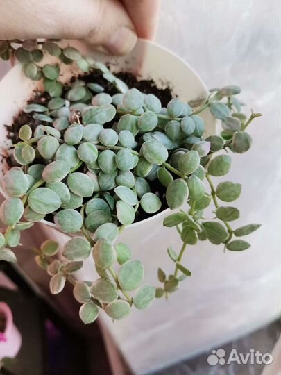 Хойи и дисхидии 2