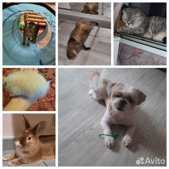 Зооняня, присмотр за животными, передержка, выгул