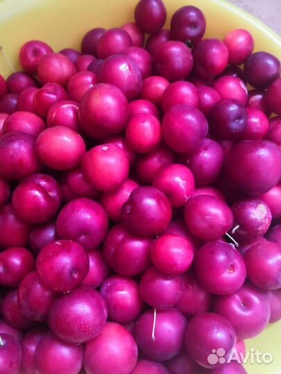 Ранняя слива