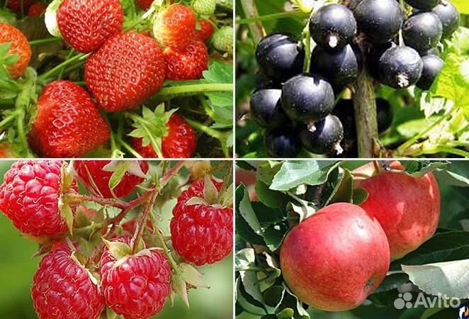 Саженцы плодовых и декоративных растений