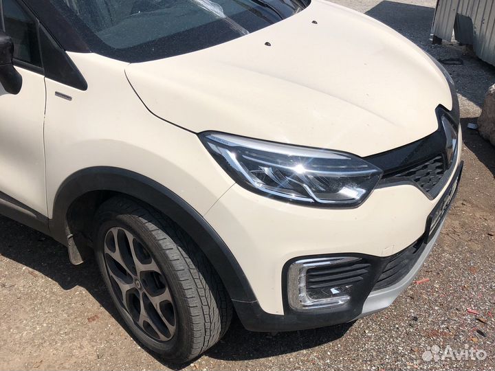 Ноускат kaptur 2019