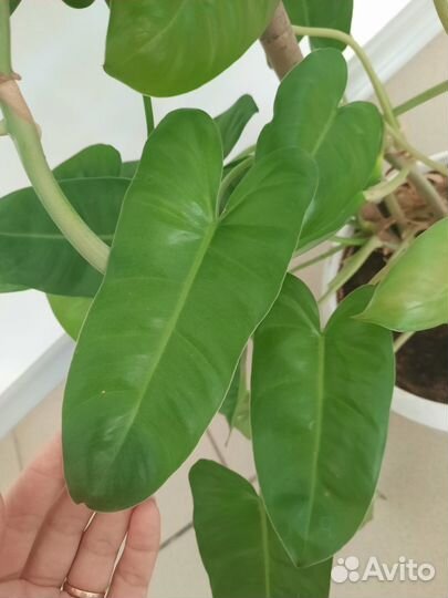 Сингониум ножколистный