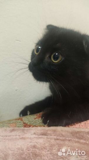 Шотландские вислоухие котята