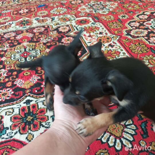 Той-терьер щенки