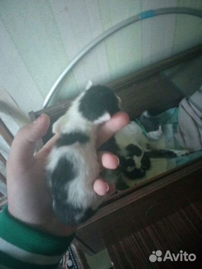 Отдам котят бесплатно