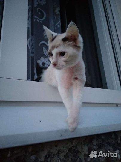 Котёнок Адмирал Нельсон