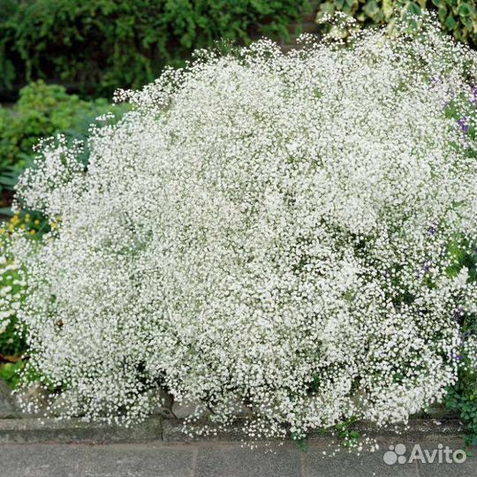 Гипсофила многолетняя,Снежные хлопья