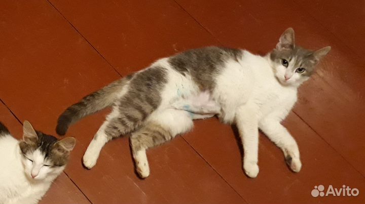 Кошка ищет дом