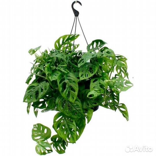 Монстера манки