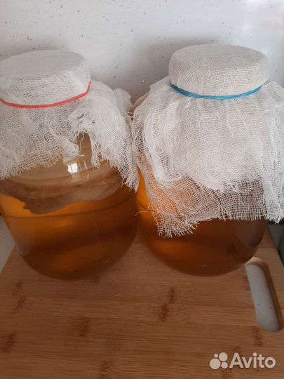 Чайный гриб