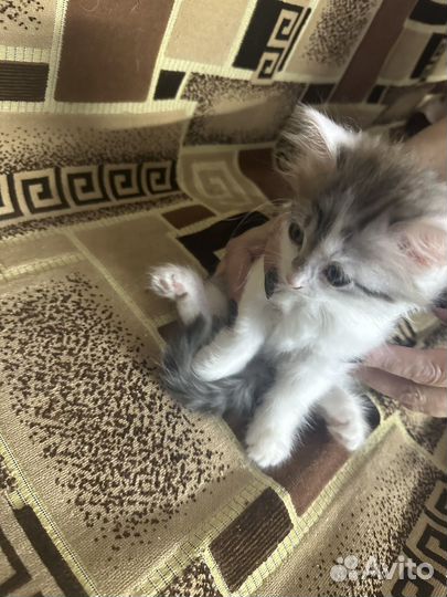 Котенок в дар бесплатно
