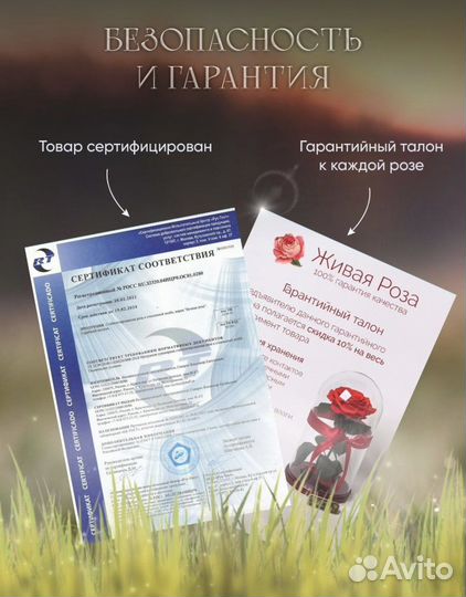 Живая роза, вечноцветущая роза, 5 лет