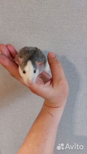 Крысята дамбо