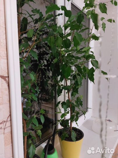 Фикус бенджамина