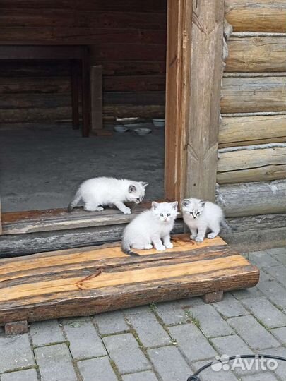 Беленький мальчик в добрые руки