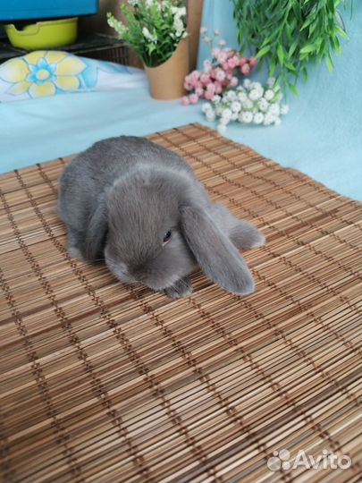 Крольчата малыши